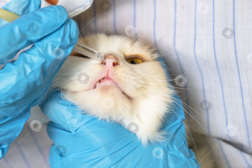 Скачать Ветеринар в резиновых перчатках закапывает кошке в нос лекарство от простуды. Лечение простуды и аллергии у домашних животных в домашних условиях фотосток Ozero