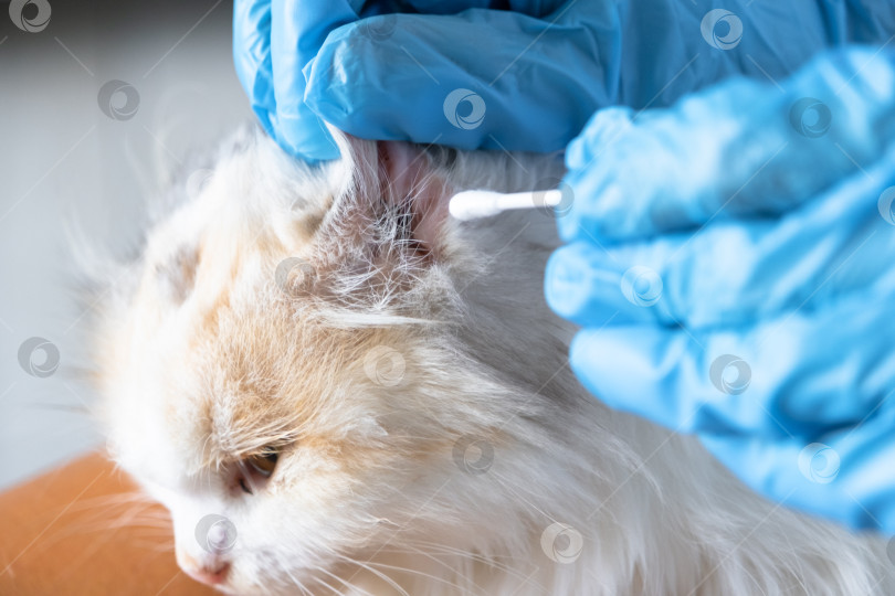 Скачать Руки ветеринара в резиновых перчатках очищают уши ватным тампоном, загибают уши белой кошки фотосток Ozero