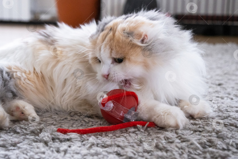 Скачать Домашняя кошка породы Хайленд-фолд играет на коврике с подвижным мячиком и веревочкой. Развлечения и игрушки для домашних животных фотосток Ozero