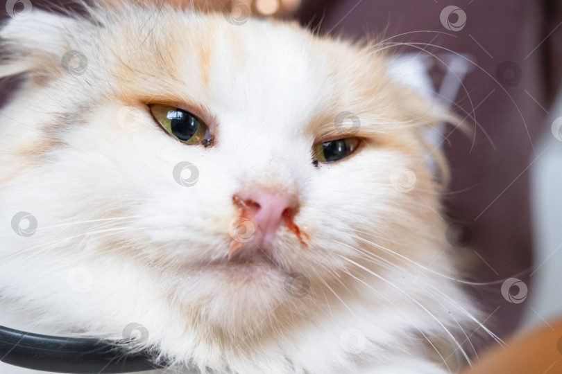 Скачать Кровавые сопли из носа белой кошки, ветеринарное лечение аллергии, насморка, повреждения носовой перегородки, воспаления и инфекции фотосток Ozero