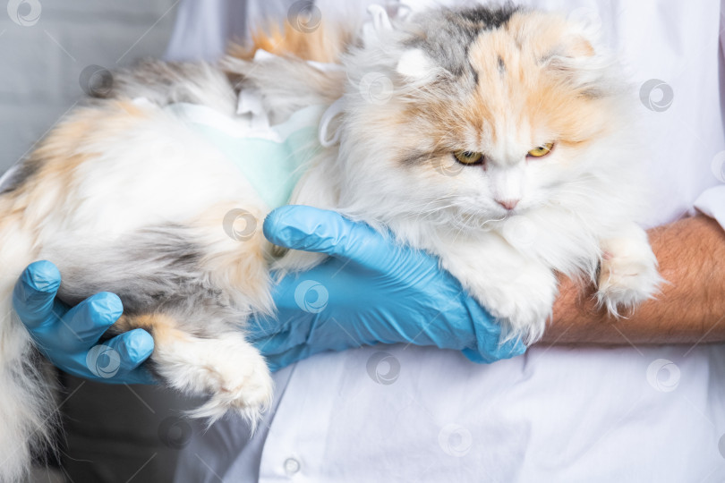 Скачать Кошка в повязке на руках у ветеринара в синих резиновых перчатках. Осмотр домашних животных после операции по стерилизации фотосток Ozero