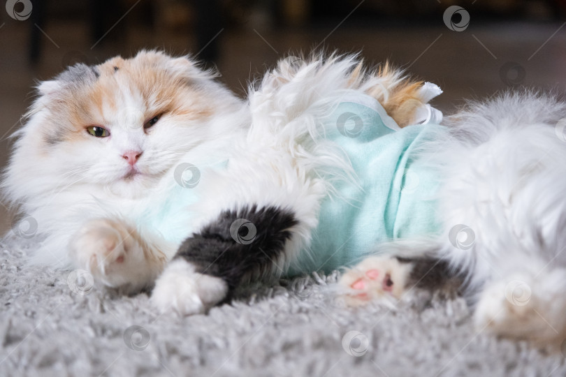 Скачать Трехцветная кошка в домашней повязке восстанавливается после операции по стерилизации фотосток Ozero