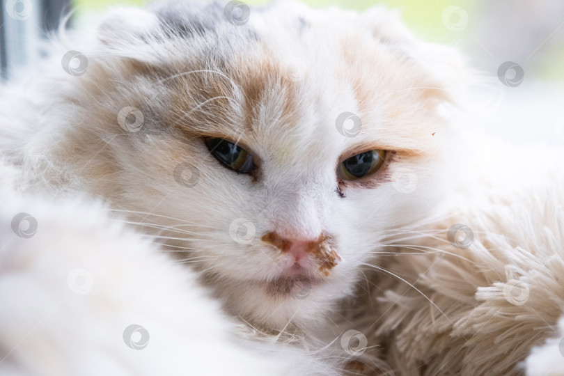 Скачать Гнойные сопли из носа у белой кошки, ветеринарное лечение аллергии, насморка, инфекционных и вирусных воспалений фотосток Ozero