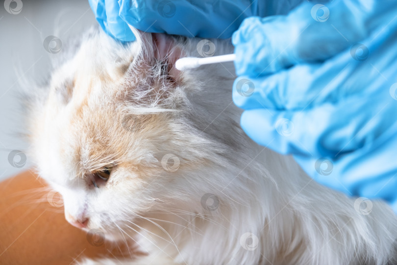 Скачать Руки ветеринара в резиновых перчатках очищают уши ватным тампоном, загибают уши белой кошки фотосток Ozero