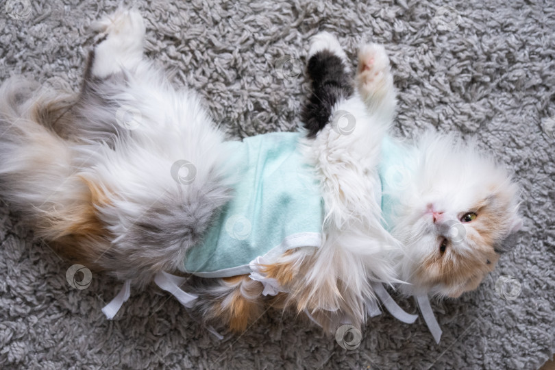 Скачать Трехцветная кошка в домашней повязке восстанавливается после операции по стерилизации фотосток Ozero