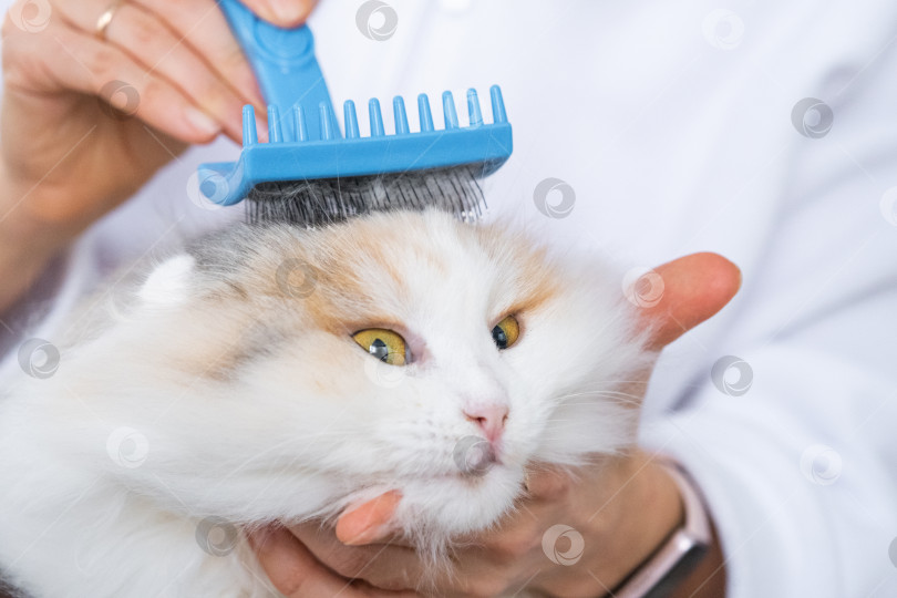 Скачать Крупный план: белая домашняя кошка расчесывает шерсть расческой. Кошке нравится расчесываться фотосток Ozero