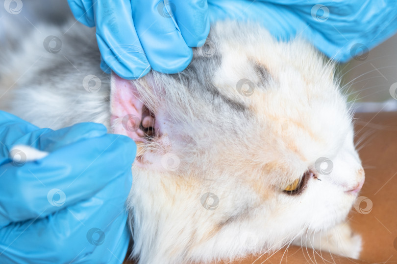 Скачать Руки ветеринара в резиновых перчатках очищают уши ватным тампоном, загибают уши белой кошки фотосток Ozero