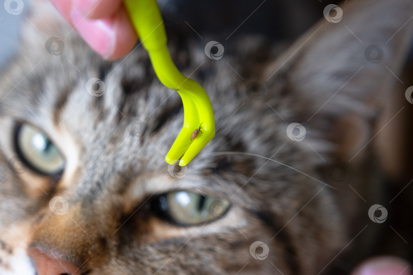 Скачать Извлеченный клещ на кошачьем инструменте для удаления клещей фотосток Ozero