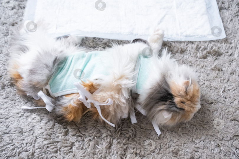 Скачать Белая кошка в бинтах дома, оправляется от наркоза после операции по стерилизации, спит на непромокаемом подгузнике. фотосток Ozero