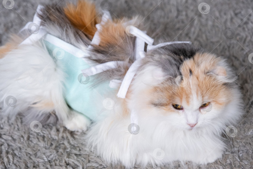 Скачать Трехцветная кошка в домашней повязке восстанавливается после операции по стерилизации фотосток Ozero