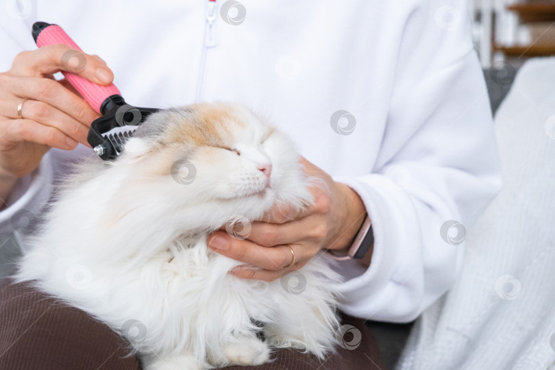 Скачать Крупный план: белая домашняя кошка расчесывает шерсть расческой. Кошке нравится расчесываться фотосток Ozero