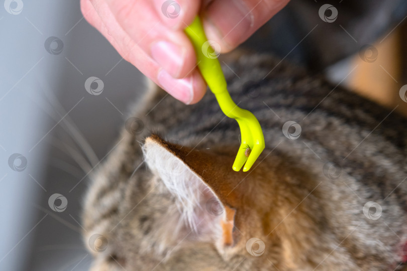 Скачать Извлеченный клещ на кошачьем инструменте для удаления клещей фотосток Ozero