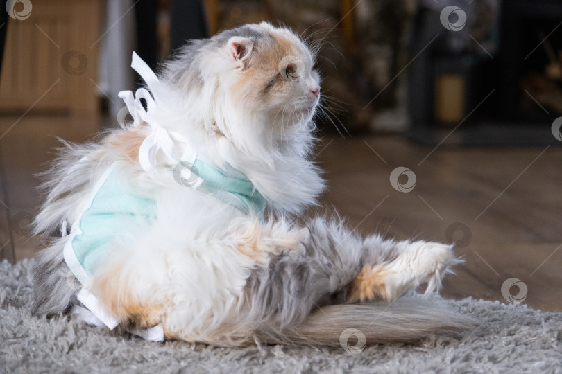Скачать Трехцветная кошка в домашней повязке восстанавливается после операции по стерилизации фотосток Ozero