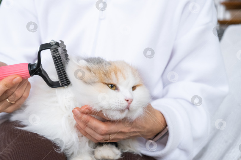 Скачать Крупный план: белая домашняя кошка расчесывает шерсть расческой. Кошке нравится расчесываться фотосток Ozero