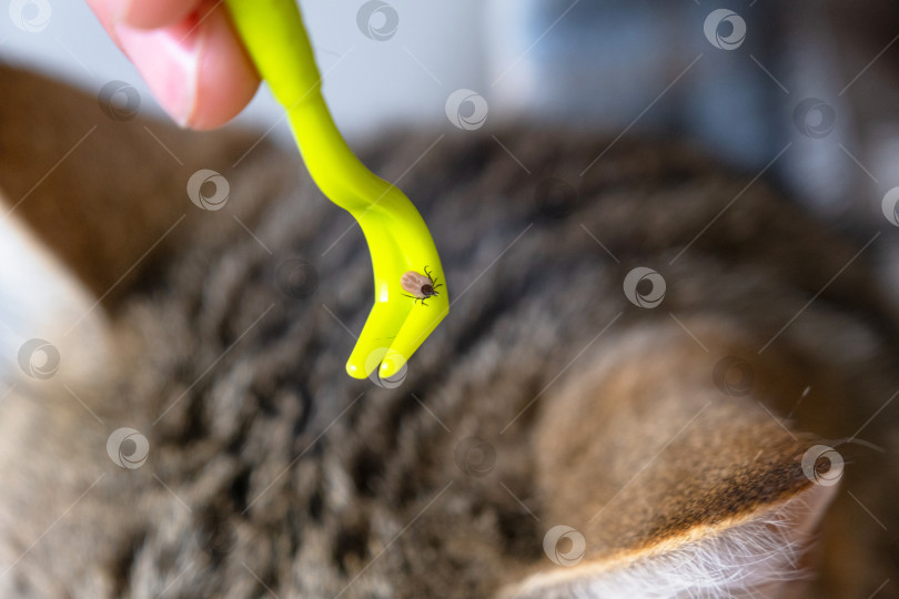 Скачать Извлеченный клещ на кошачьем инструменте для удаления клещей фотосток Ozero