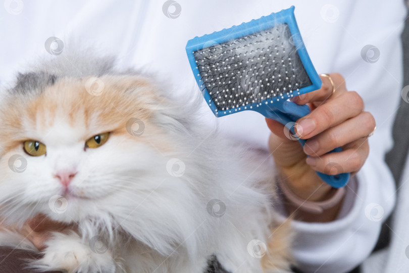 Скачать Расчесанная белая кошачья шерсть на животном гребне крупным планом фотосток Ozero