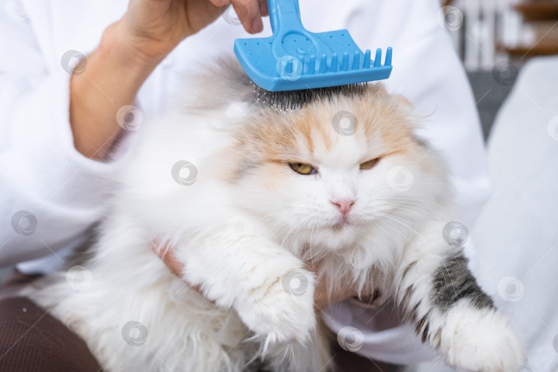 Скачать Крупный план: белая домашняя кошка расчесывает шерсть расческой. Кошке нравится расчесываться фотосток Ozero