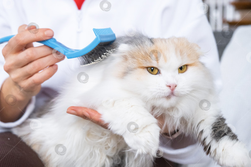 Скачать Крупный план: белая домашняя кошка расчесывает шерсть расческой. Кошке нравится расчесываться фотосток Ozero