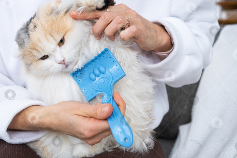 Скачать Крупный план: белая домашняя кошка расчесывает шерсть расческой. Кошке нравится расчесываться фотосток Ozero