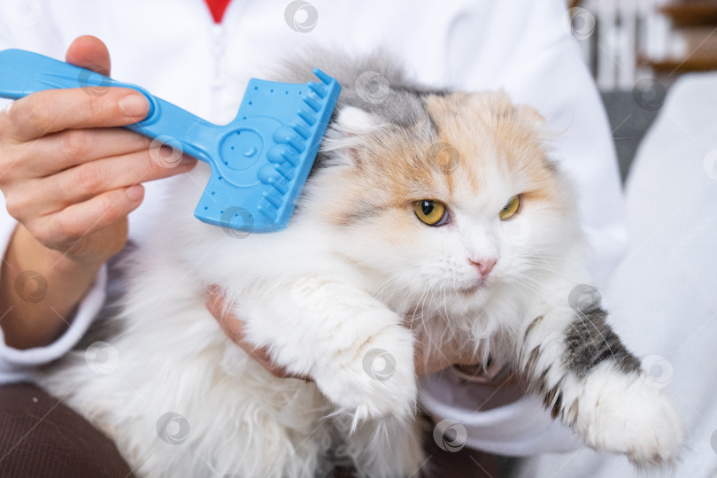 Скачать Крупный план: белая домашняя кошка расчесывает шерсть расческой. Кошке нравится расчесываться фотосток Ozero