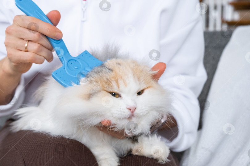 Скачать Крупный план: белая домашняя кошка расчесывает шерсть расческой. Кошке нравится расчесываться фотосток Ozero