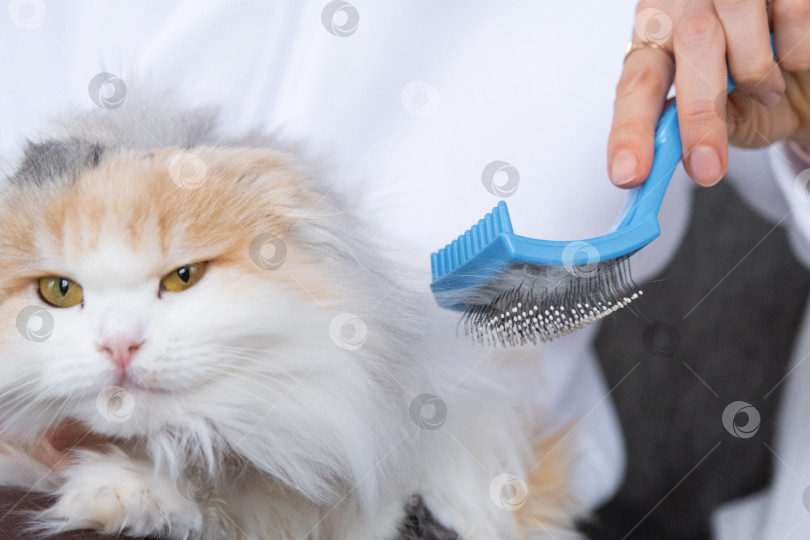 Скачать Крупный план: белая домашняя кошка расчесывает шерсть расческой. Кошке нравится расчесываться фотосток Ozero