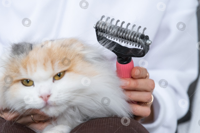 Скачать Расчесанная белая кошачья шерсть на животном гребне крупным планом фотосток Ozero