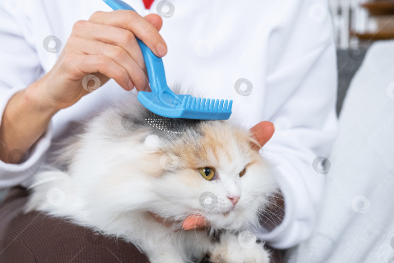 Скачать Крупный план: белая домашняя кошка расчесывает шерсть расческой. Кошке нравится расчесываться фотосток Ozero