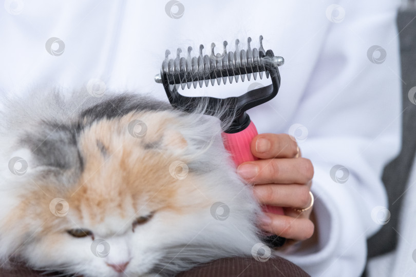 Скачать Расчесанная белая кошачья шерсть на животном гребне крупным планом фотосток Ozero