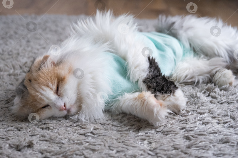 Скачать Белая кошка в повязке дома, приходит в себя после наркоза после операции по стерилизации, спит фотосток Ozero