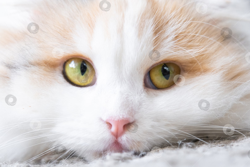 Скачать Белая кошка породы хайленд-фолд смотрит в сторону, мордочка крупным планом с розовым носом и желтыми круглыми глазами фотосток Ozero