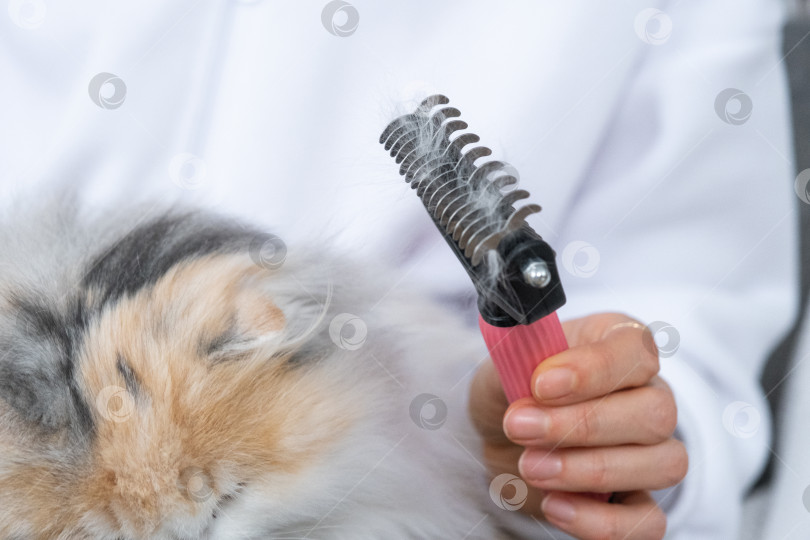 Скачать Расчесанная белая кошачья шерсть на животном гребне крупным планом фотосток Ozero