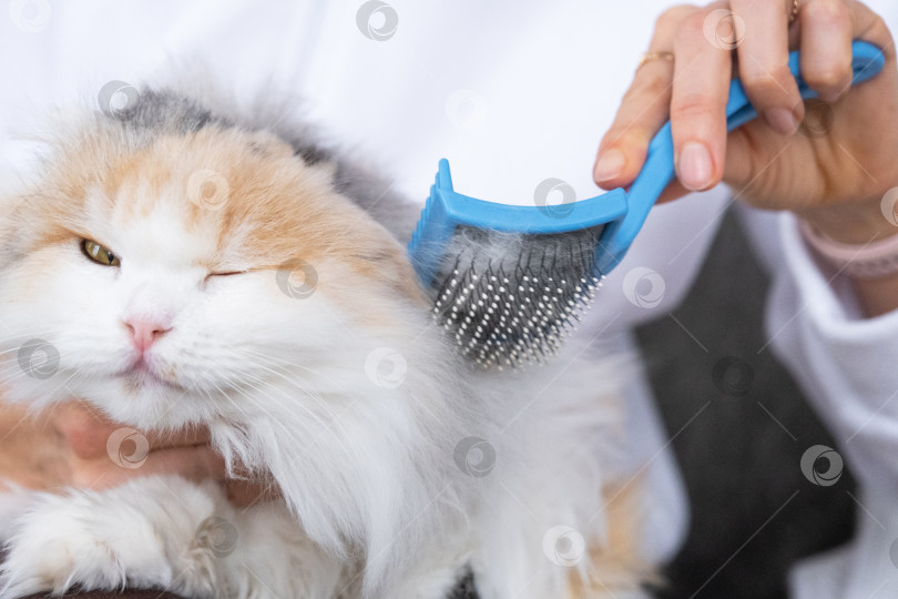Скачать Крупный план: белая домашняя кошка расчесывает шерсть расческой. Кошке нравится расчесываться фотосток Ozero