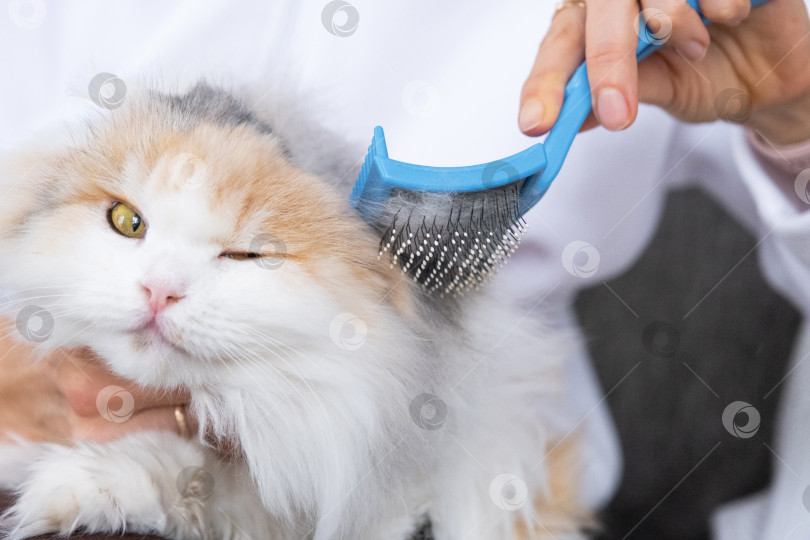 Скачать Крупный план: белая домашняя кошка расчесывает шерсть расческой. Кошке нравится расчесываться фотосток Ozero