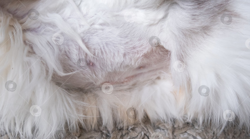 Скачать Крупный план шва после операции по стерилизации на животе кошки фотосток Ozero