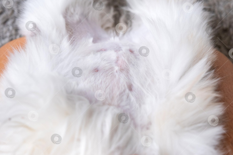 Скачать Крупный план шва после операции по стерилизации на животе кошки фотосток Ozero