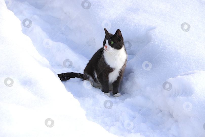Скачать Пушистый серый кот сидит в сугробе, наблюдая за падающим снегом. Суровые зимние морозы не пугают сибирских кошек, которые не боятся холода. Понятие сострадания фотосток Ozero