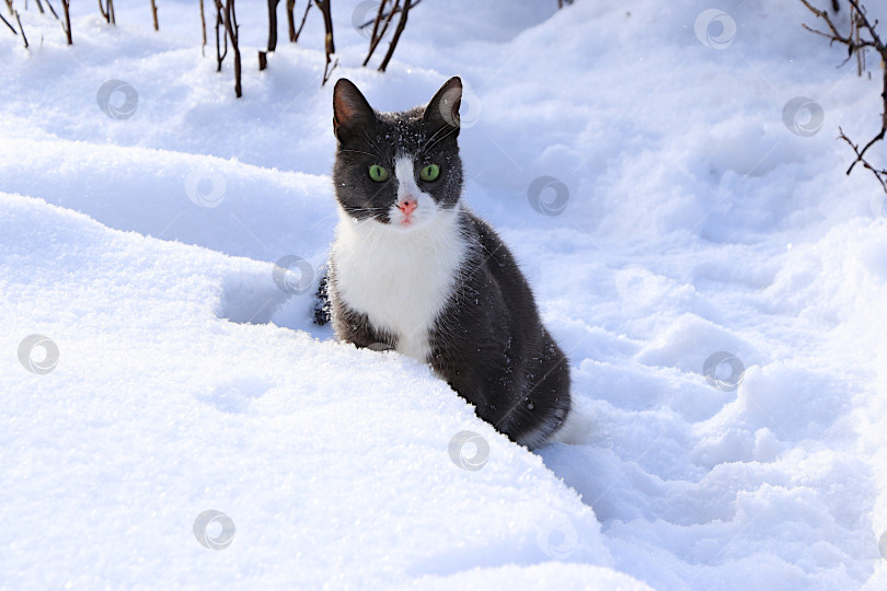 Скачать Пушистый серый кот сидит в сугробе, наблюдая за падающим снегом. Суровые зимние морозы не пугают сибирских кошек, которые не боятся холода. Понятие сострадания фотосток Ozero