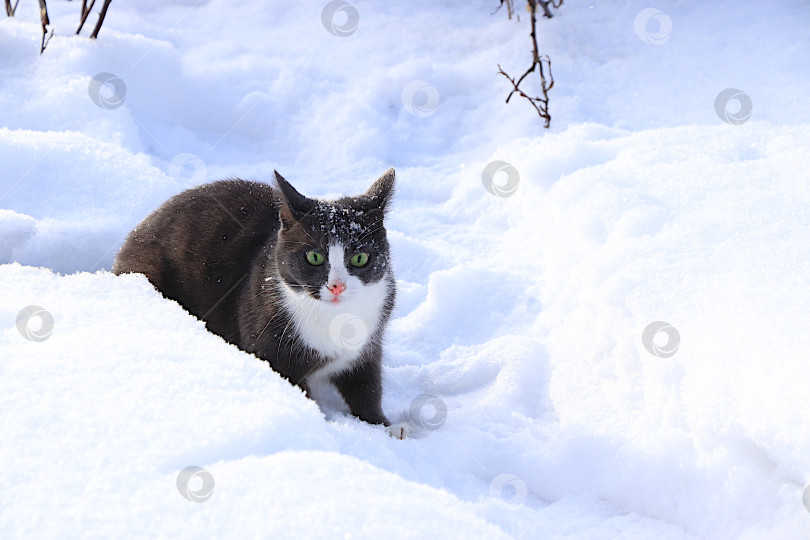 Скачать Пушистый серый кот играет в сугробе, наблюдая за падающим снегом и затаившись в засаде перед нападением. Суровые зимние морозы не пугают сибирских кошек, которые не боятся холода фотосток Ozero