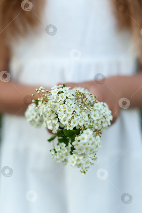 Скачать маленький букет белых цветов в руках девушки. фотосток Ozero