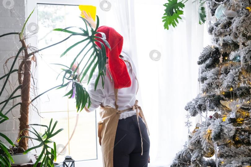 Скачать Женщина в шапке Санты и фартуке моет окно возле рождественской елки, готовится к Новому году, украшает и убирает дом фотосток Ozero