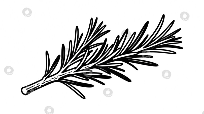Скачать Черно-белая иллюстрация ветки розмарина. Для дизайна логотипов, упаковок, а также для оформления кулинарных и ботанических материалов. фотосток Ozero