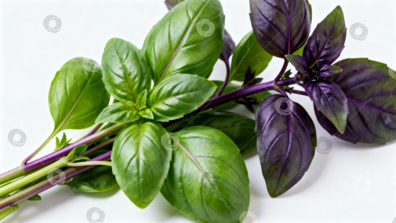 Скачать Иллюстрация зелёных листьев базилика и фиолетовых листьев периллы. Подходит для использования в дизайне упаковок, кулинарных блогов, рекламных материалов, связанных с травами, здоровой едой и кулинарией фотосток Ozero