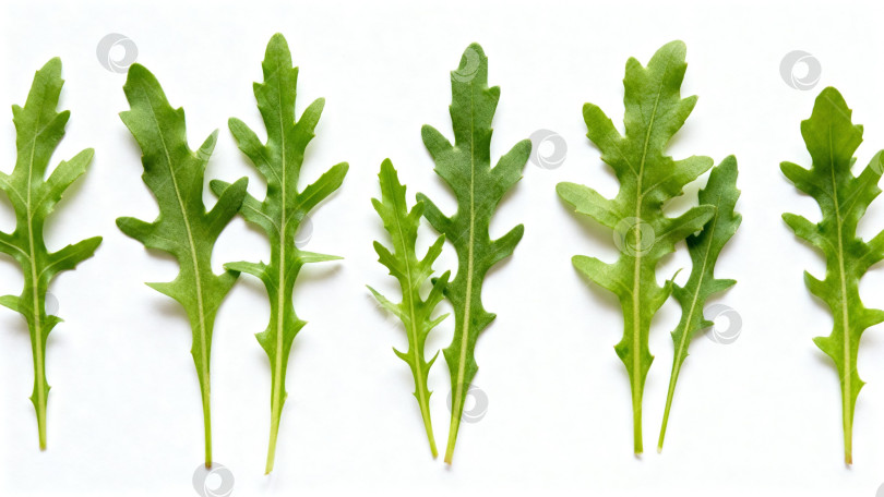 Скачать Свежие зелёные листья руколы  лежат  по одному на белом фоне фотосток Ozero