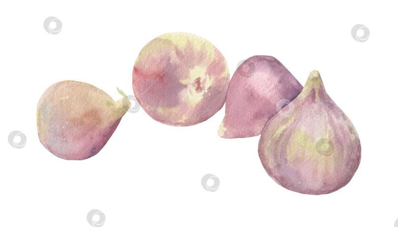 Скачать Плоды розового инжира акварелью на прозрачном фоне фотосток Ozero