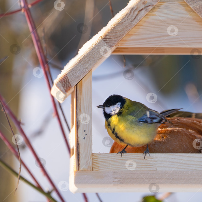 Скачать снегири и синицы сидят на ветвях дерева и в кормушке в виде деревянного домика, зимний день фотосток Ozero