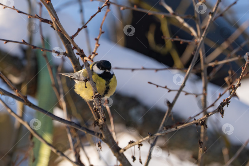 Скачать снегири и синицы сидят на ветвях дерева и в кормушке в виде деревянного домика, зимний день фотосток Ozero
