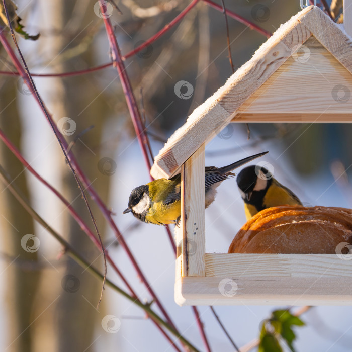 Скачать снегири и синицы сидят на ветвях дерева и в кормушке в виде деревянного домика, зимний день фотосток Ozero
