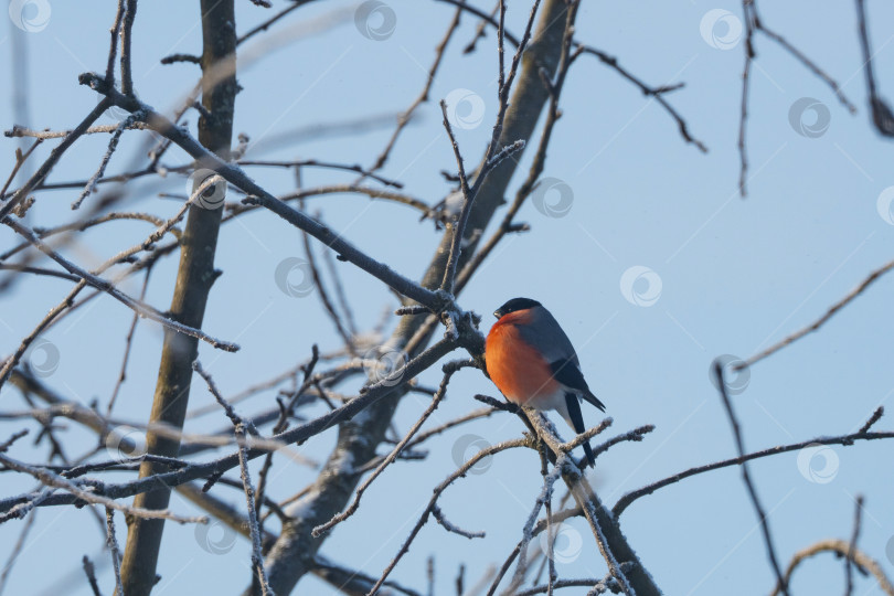 Скачать снегири и синицы сидят на ветвях дерева и в кормушке в виде деревянного домика, зимний день фотосток Ozero