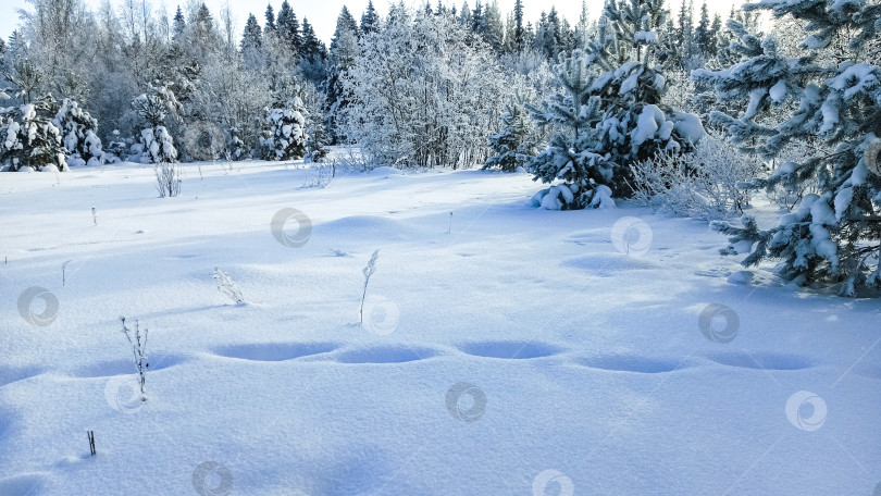 Скачать Солнечная зима в лесу фотосток Ozero